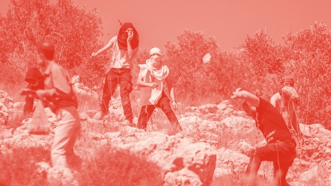 زراعة الزيتون