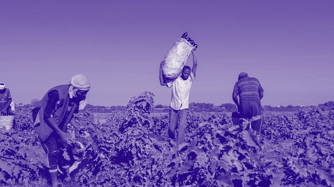 تراجع الزراعة يفاقم الجوع في السودان