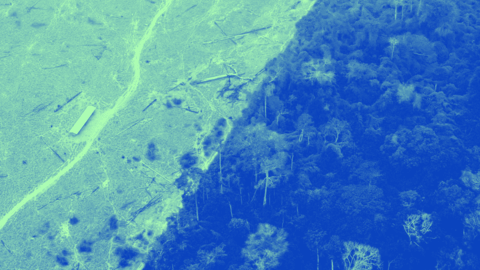 خسارة 3.7 مليون هكتار من الغابات الاستوائية في العام 2023