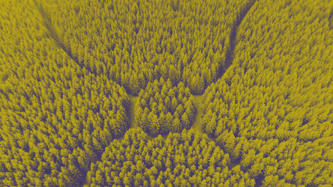 carbon offset