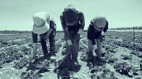 المبيدات والمزارعين السوريين