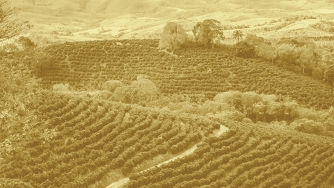 أسعار البن تحلّق عالمياً: كيف ينعكس ذلك على المستهلك اللبناني؟