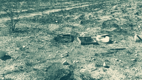 تربية النحل في جنوب لبنان