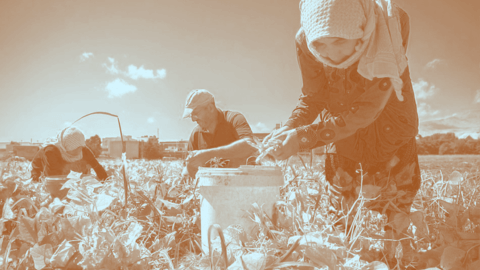 من يربح في سوق الخضار والفاكهة؟