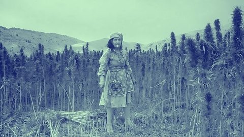 الحشيش اللبناني: كيف نحافظ على إرث زراعي تاريخي؟