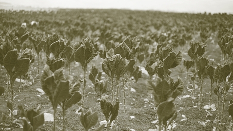 أكثر من ربع الزراعة اللبنانية تحت خطر العزل