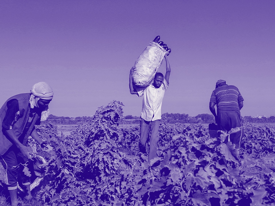 تراجع الزراعة يفاقم الجوع في السودان