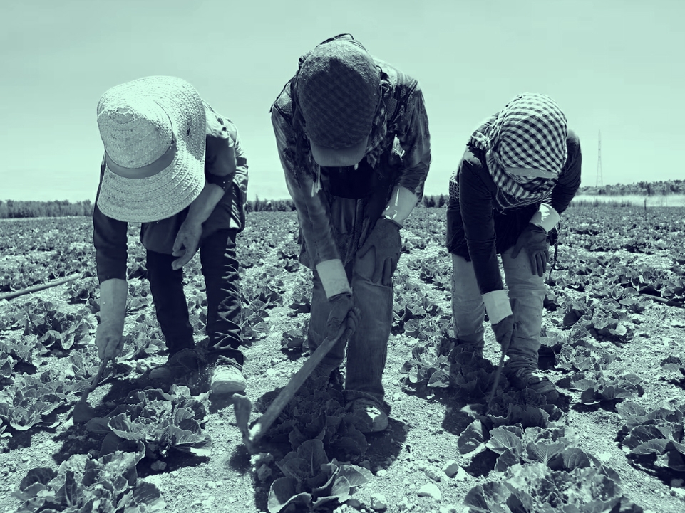 المبيدات والمزارعين السوريين