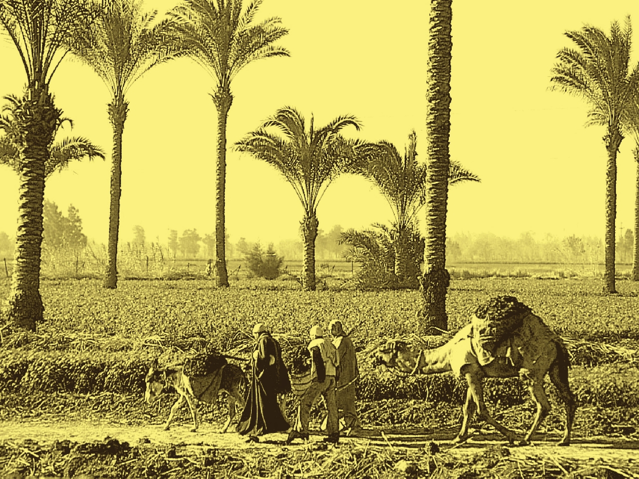 Food Sovereignty in Egypt