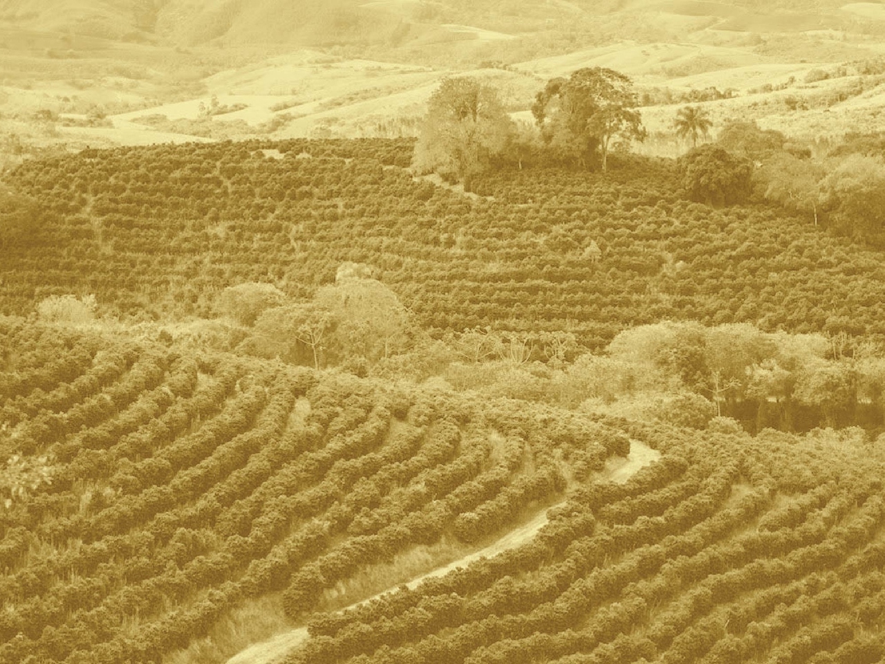 أسعار البن تحلّق عالمياً: كيف ينعكس ذلك على المستهلك اللبناني؟