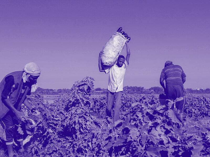 تراجع الزراعة يفاقم الجوع في السودان