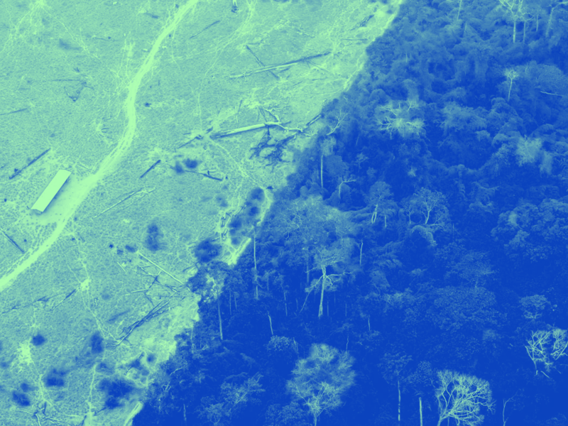 خسارة 3.7 مليون هكتار من الغابات الاستوائية في العام 2023