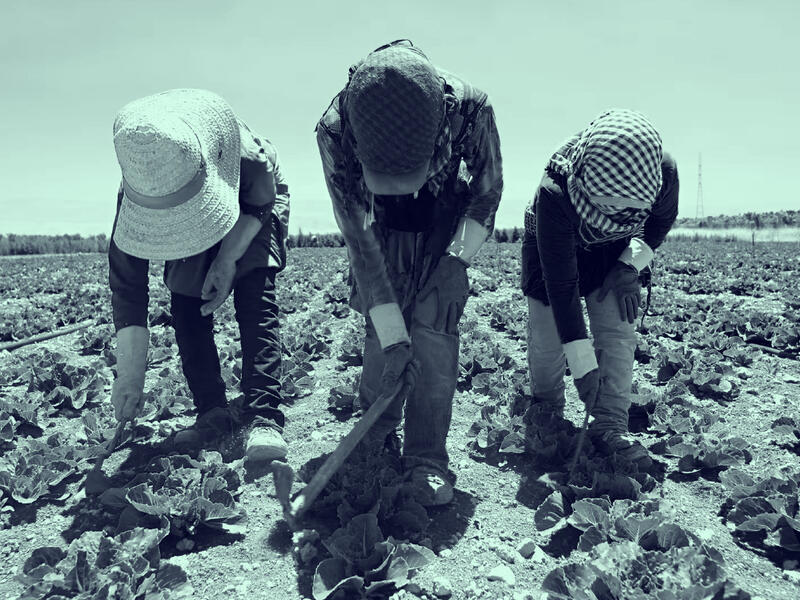 المبيدات والمزارعين السوريين