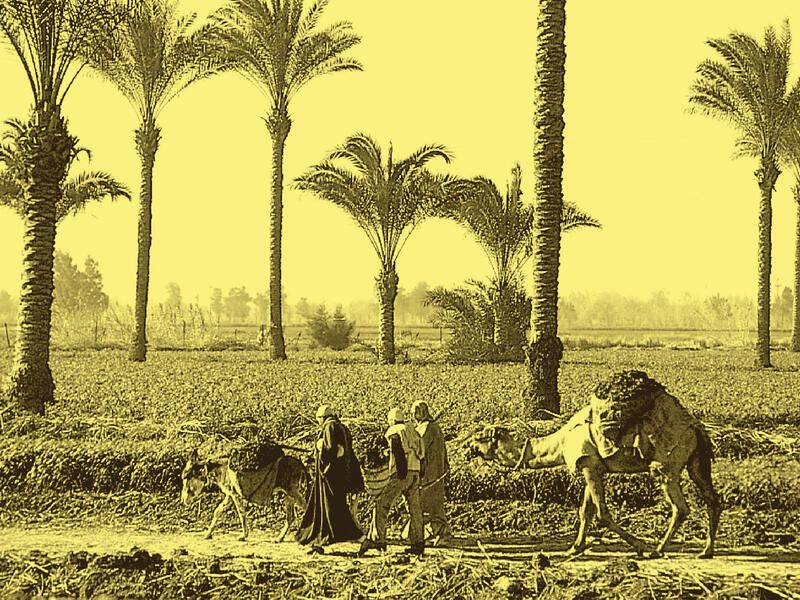Food Sovereignty in Egypt