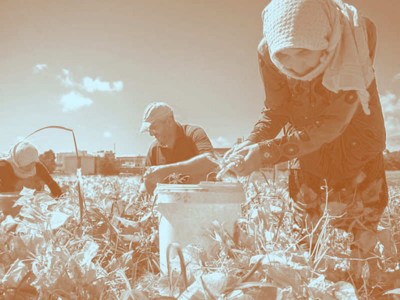 من يربح في سوق الخضار والفاكهة؟