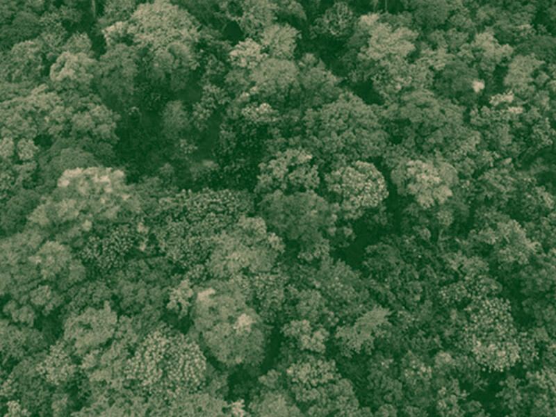 trees, commons