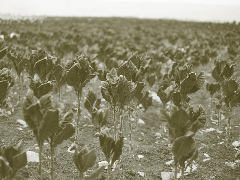 أكثر من ربع الزراعة اللبنانية تحت خطر العزل