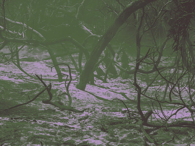 climate - burnt/destroyed trees