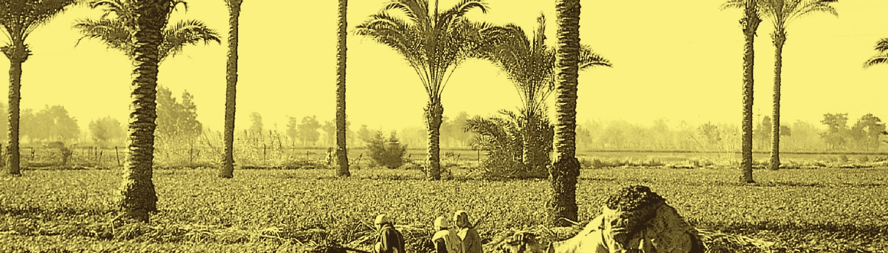 Food Sovereignty in Egypt