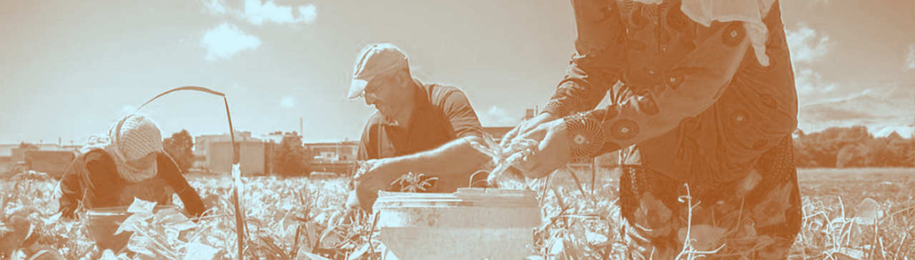 من يربح في سوق الخضار والفاكهة؟