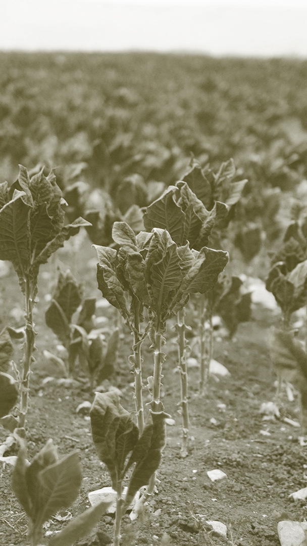 أكثر من ربع الزراعة اللبنانية تحت خطر العزل