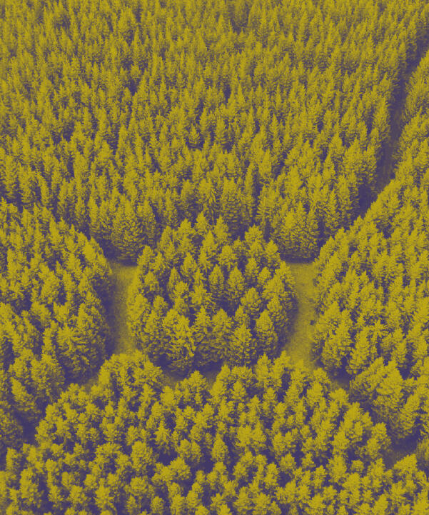carbon offset