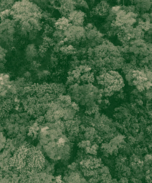 trees, commons