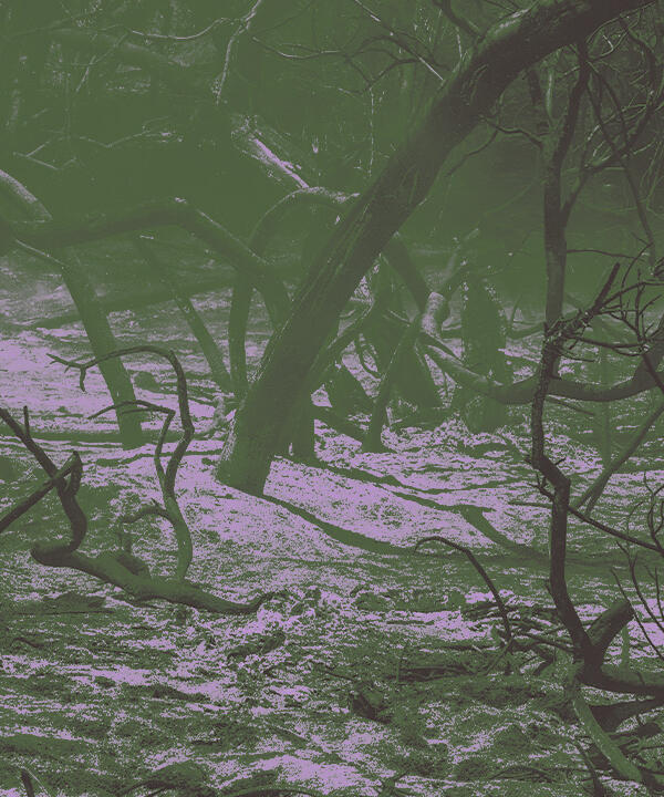 climate - burnt/destroyed trees