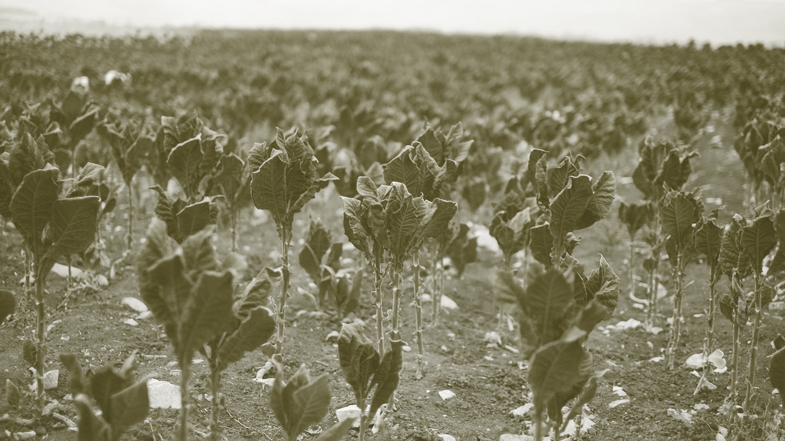 أكثر من ربع الزراعة اللبنانية تحت خطر العزل